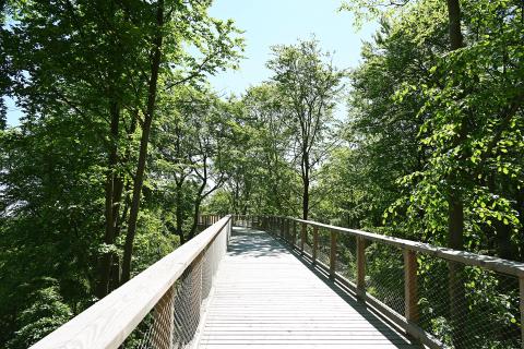 Natur hautnah: Der Baumwipfelpfad Usedom