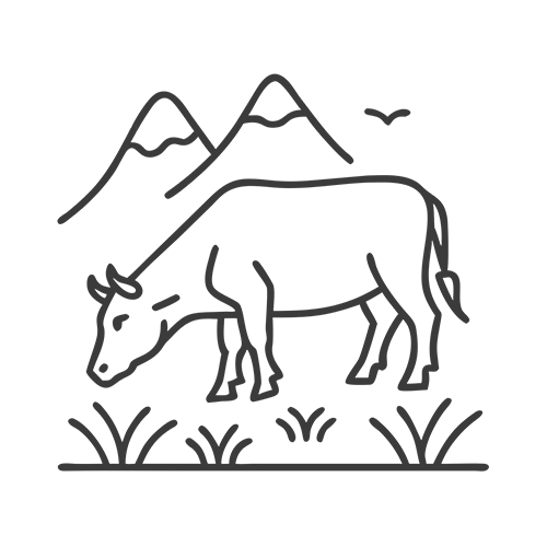 Kuh vor Bergkulisse – Symbol für tierische Begegnungen in freier Wildbahn